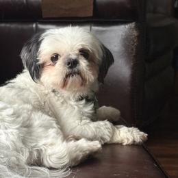 Beastie - Shih Tzu