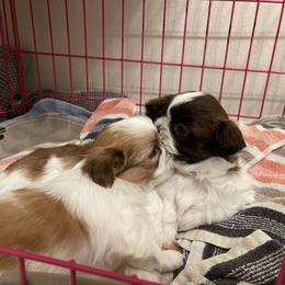 Shih Tzu Puppies from Wood Foo Breeders