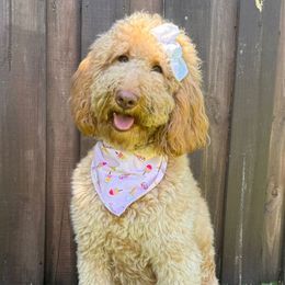 Rosie - Labradoodle