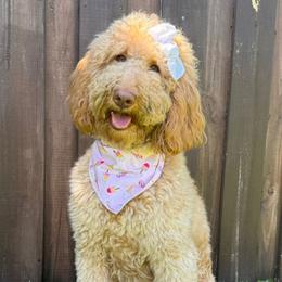 Rosie - Labradoodle