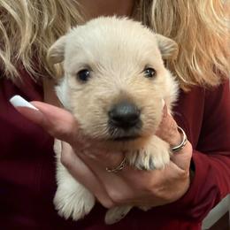 Chandler - Wheaten male Scottish Terrier puppy in Oak Harbor, Washington from Nicole's Scottish Terriers