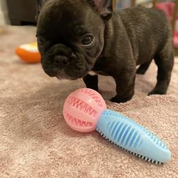 French Bulldog Puppies from Fur Royalty Frenchies