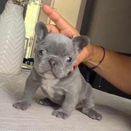 Girl 2 purple - Blue female French Bulldog puppy in Bolingbrook, Illinois from Flores Frenchies