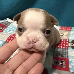 DJ - Lilac female Boston Terrier puppy in Wellington, Ohio from Twist of Faith Farms