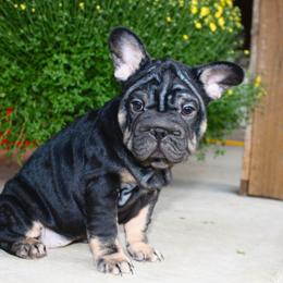 Bella - Black and tan female French Bulldog puppy in Ben Lomond, Arkansas from Miesha Carver's Bulldogs