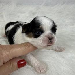 Queen Raina - Tricolor female Shih Tzu puppy in Columbia, Kentucky from Lisa Bandy Shih Tzu