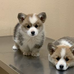 Cardigan Welsh Corgi and Pembroke Welsh Corgi Puppies from QueenE Corgi Farm