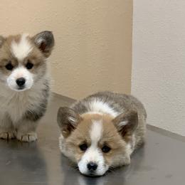 Cardigan Welsh Corgi and Pembroke Welsh Corgi Puppies from QueenE Corgi Farm