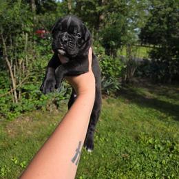 Male 2 - Brindle male Boxer puppy in Billings, Missouri from Azaleas Euro Boxers & Boston Terriers