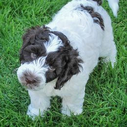 Miso - Chocolate male Australian Labradoodle puppy in Ferndale, Washington from Whispering Winds Australian Labradoodles