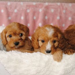 Australian Shepherd, Cavalier King Charles Spaniel, and Cavapoo Puppies from Dogwood & Sassafras Companions
