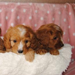Australian Shepherd, Cavalier King Charles Spaniel, and Cavapoo Puppies from Dogwood & Sassafras Companions