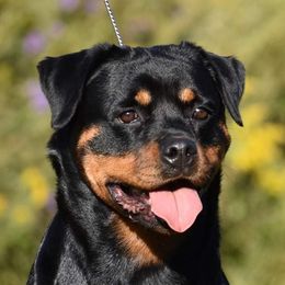 Iris - Rottweiler