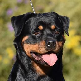 Iris - Rottweiler