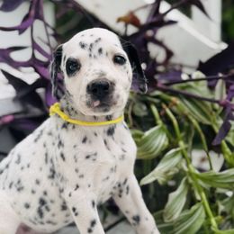 Yellow (LUA) - White and black female Dalmatian puppy in Westhoff, Texas from Smart Dalmatians
