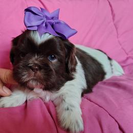 Mini Chaos - Liver and white female Shih Tzu puppy in Memphis, Tennessee from Thorntons Fur Crew