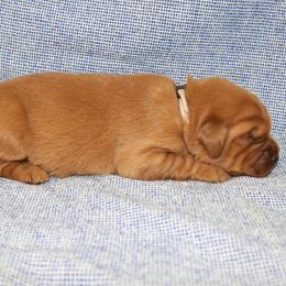 Ursula - Dark golden female Golden Retriever puppy in New Weston, Ohio from Bertke AKC Golden Retrievers and Bernese Mountain Dogs