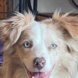 Tribute - Border Collie