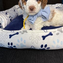 Elvis - Parti male Goldendoodle puppy in Miami, Florida from Magdoodles