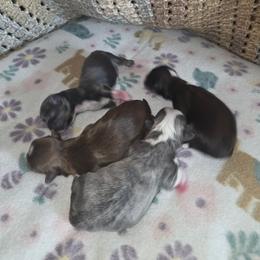 Shih Tzu puppies from Gemstone Puppies