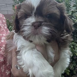 Harry - Liver and white male Shih Tzu puppy in Las Vegas, Nevada from P and J Farms