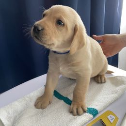 Boy 3 - Labrador Retriever puppy in Dover Plains, New York from Clearmountain Retrievers