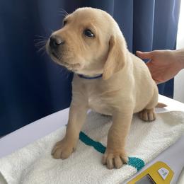 Boy 3 - Labrador Retriever puppy in Dover Plains, New York from Clearmountain Retrievers