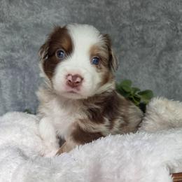 Twixie - Red merle female Australian Shepherd puppy in Summerville, South Carolina from Flowertown Aussies