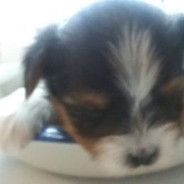 Biewer Terrier Puppies from Bonnie's Biewer Terriers