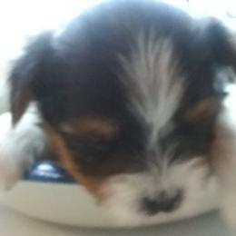 Biewer Terrier Puppies from Bonnie's Biewer Terriers