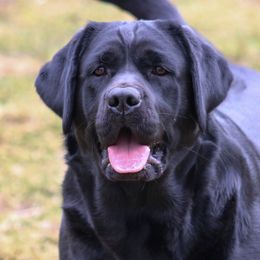 Labrador Retrievers from GreenWave Labradors