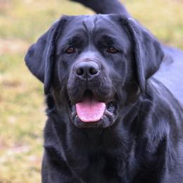 Labrador Retrievers from GreenWave Labradors