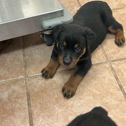 Girl 1 - Black and mahogany female Rottweiler puppy in San Antonio, Texas from HAUS OF RZA