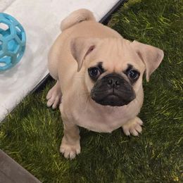 Oakley - Fawn male Pug puppy in Black Mtn, North Carolina from Southern Pugs