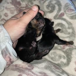 Boy 1 - Black and tan male Dachshund puppy in Gulfport, Mississippi from Candy & Caits Farmstead Mini Doxies