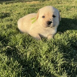 Lime collar - Yellow male Labrador Retriever puppy in Big River, California from Cozy Acres Farm Labradors