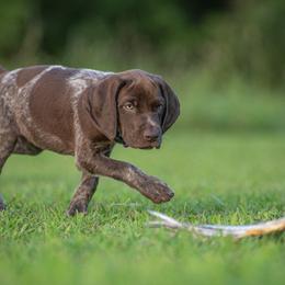German Shorthaired Pointer and Vizsla Puppies from Nosam Kennels