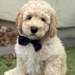 Double Doodle and Goldendoodle Puppies from Red White and Doodle