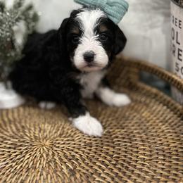 Bernedoodle Puppies from Little Diamond Doodles