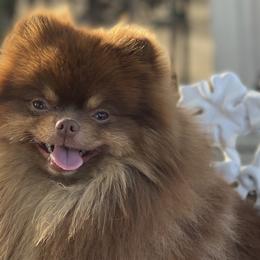 Pomeranians from lunas_poms