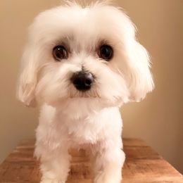 Crown - Maltese