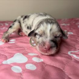 Australian Shepherd Puppies from Good Karma Aussies