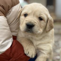 Fourth Pick Female - Golden female Golden Retriever puppy in De Beque, Colorado from The Wildfire Ranch
