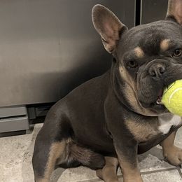 French Bulldogs from Tanessa Clarkson