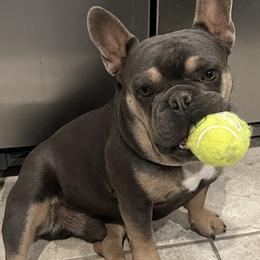French Bulldogs from Tanessa Clarkson