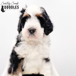 Mary - Tri-color female Bernedoodle puppy in Tipton, Indiana from Country Creek Doodles