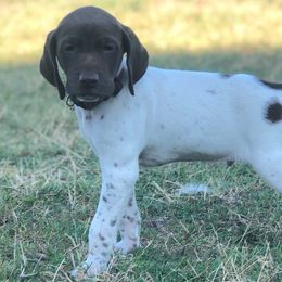 German Shorthaired Pointer Puppies from Triple Cord Kennels