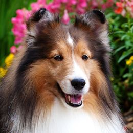Trucker - Shetland Sheepdog