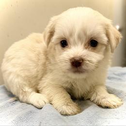 Pearl - Cream female Havanese puppy in Lancaster, South Carolina from 3 Bs Havanese-PUPPIES with  PURPOSE