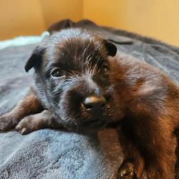 Teal - Mahogany and black male Belgian Tervuren puppy in Merrill, Michigan from Reves Vifs Belgian Shepherds